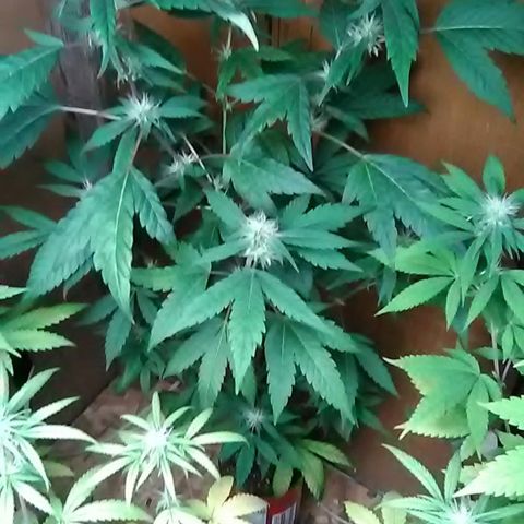 Nick's seeds/clones  growlog photo: Clone#1 weekly update 