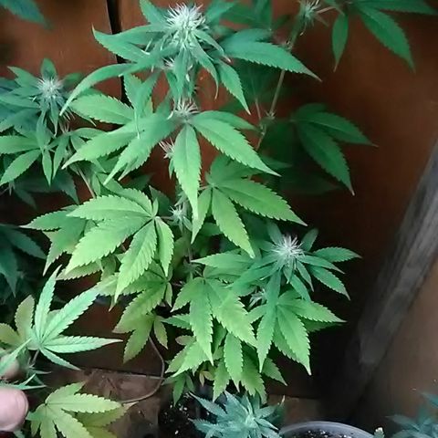 Nick's seeds/clones  growlog photo: Clone#2 weekly update 