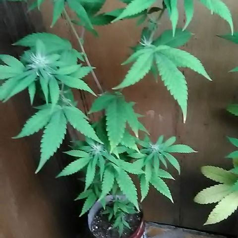 Gasser clones growlog photo: Clone#1 weekly update 