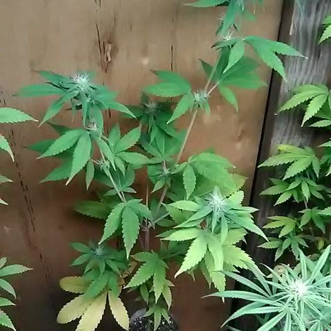 Gasser clones growlog photo: Clone#2 weekly update 