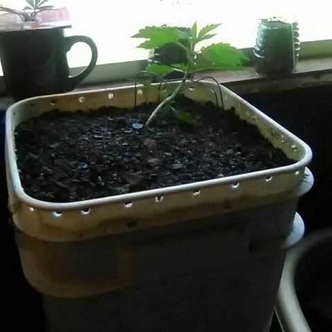 Random autoflower  growlog photo: Transplant 