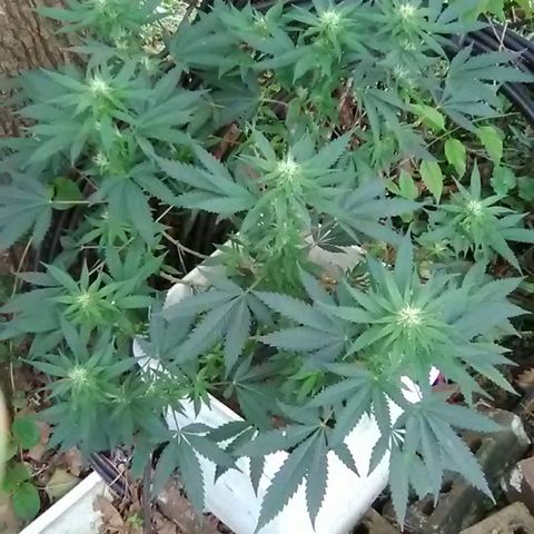 Nick's seed growlog photo: Weekly update 