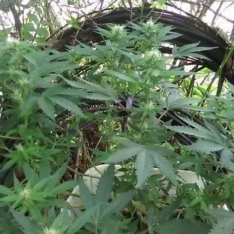 Nick's seed growlog photo: Weekly update 