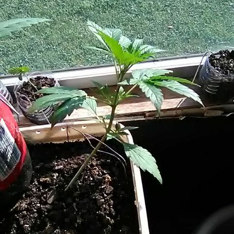 Random autoflower  growlog photo: Weekly update 