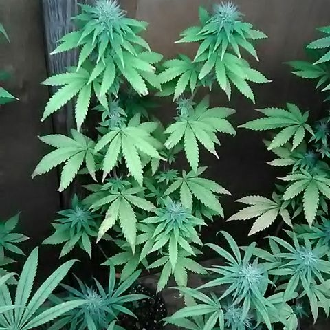 Unknown strain#1 growlog photo: Weekly update 