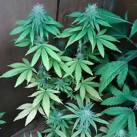 Unknown strain#2 growlog photo: Weekly update 