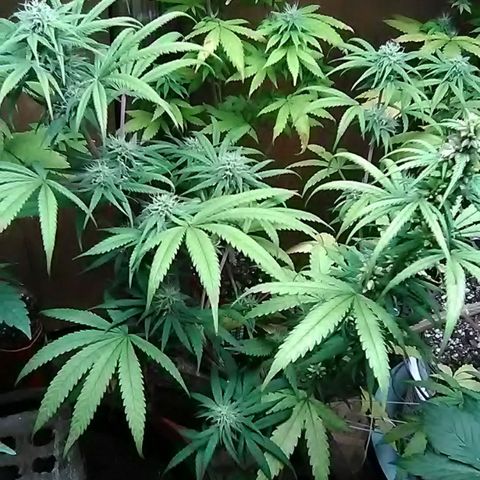 Pink panther growlog photo: Weekly update 