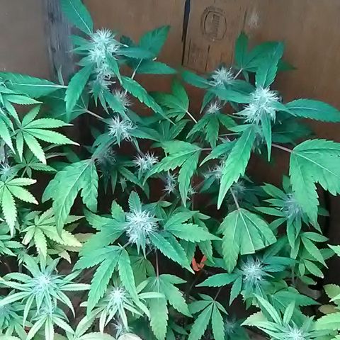 Nick's seeds/clones  growlog photo: Weekly update 