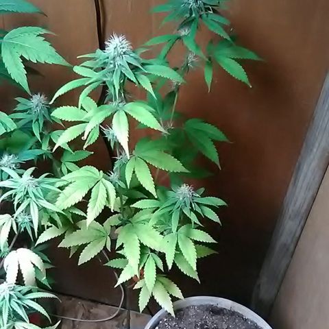 Nick's seeds/clones  growlog photo: Clone#2 weekly update 