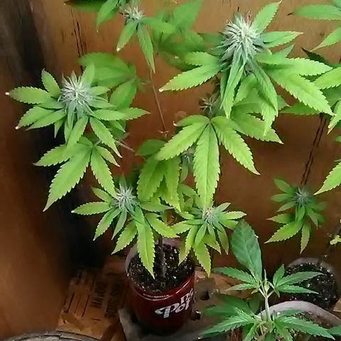 Gasser clones growlog photo: Clone#1 weekly update 