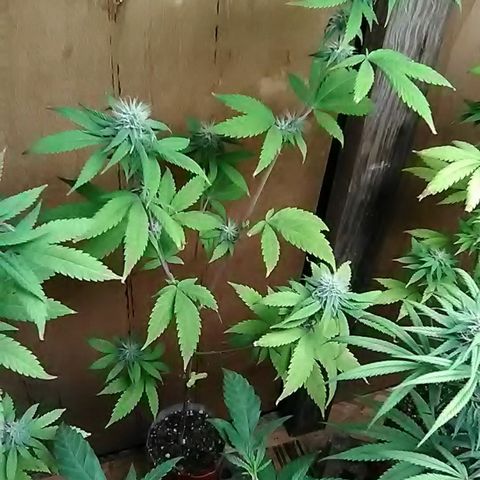 Gasser clones growlog photo: Clone#2 weekly update 