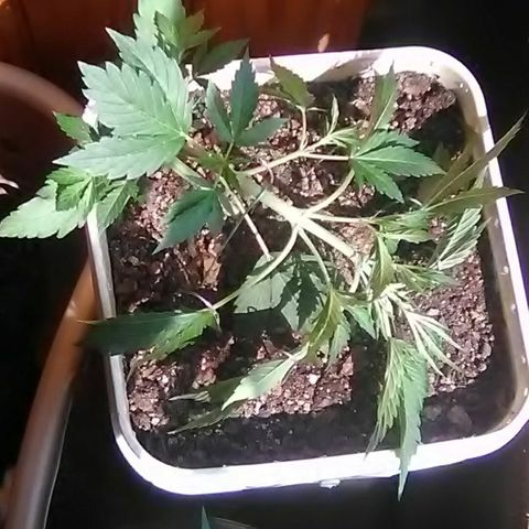 Random autoflower  growlog photo: Lst