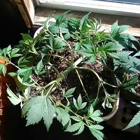 Random autoflower  growlog photo: Weekly update+lst
