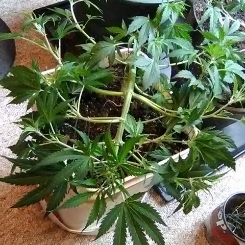Random autoflower  growlog photo: Weekly update+lst