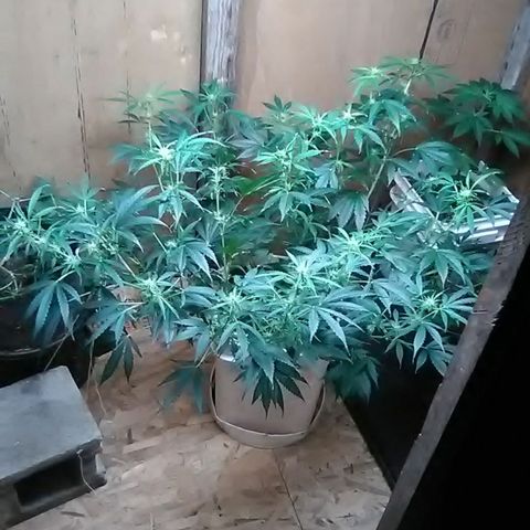Random autoflower  growlog photo: Update+lst