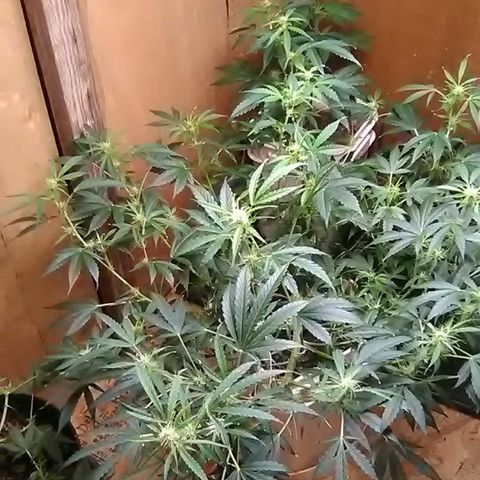 Random autoflower  growlog photo: Update+lst