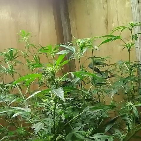 Random autoflower  growlog photo: Update