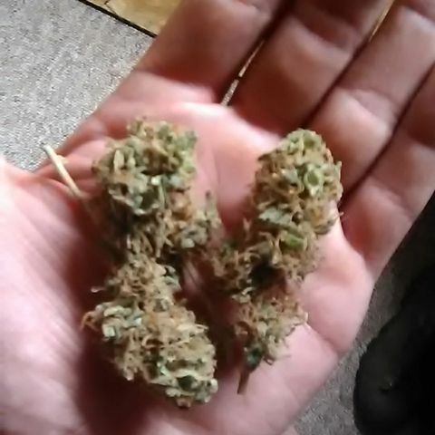 Gasser clones growlog photo: Buds 