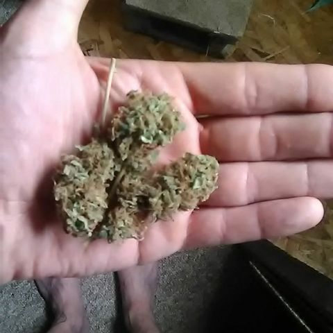 Nick's seeds/clones  growlog photo: Buds
