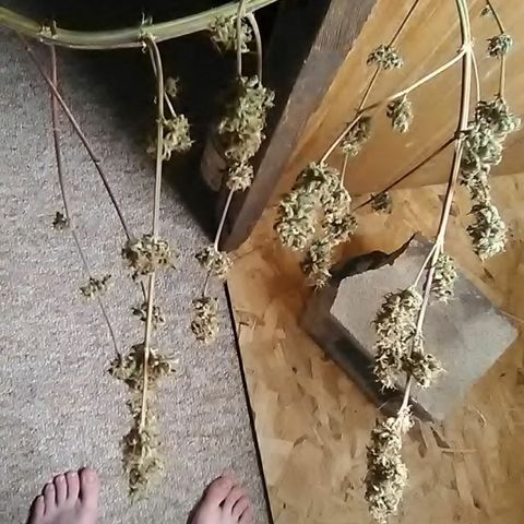 Pink panther growlog photo: Drying