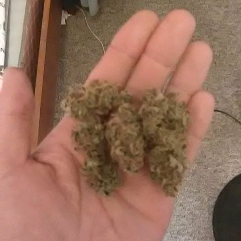 Pink panther growlog photo: Buds