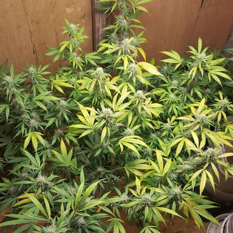 Random autoflower  growlog photo: Update