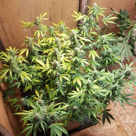 Random autoflower  growlog photo: Trim