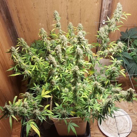 Random autoflower  growlog photo: Update
