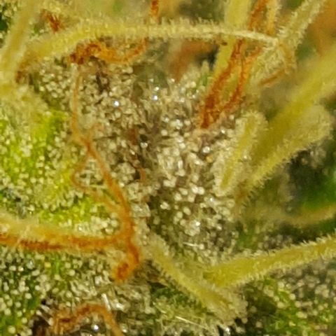 Random autoflower  growlog photo: No amber yet 
