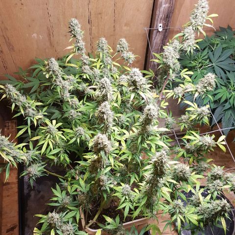 Random autoflower  growlog photo: Update