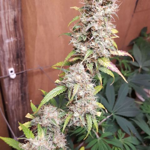 Random autoflower  growlog photo: Top bud