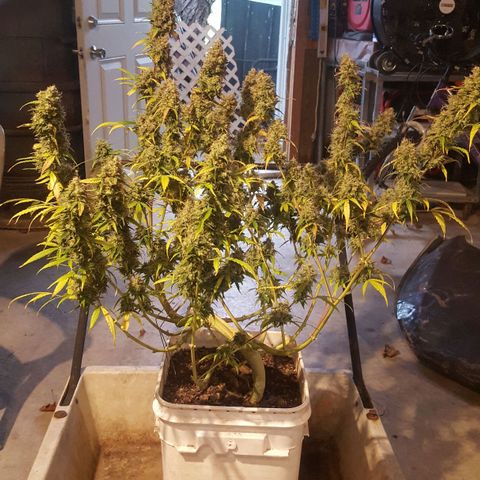 Random autoflower  growlog photo: Before chop