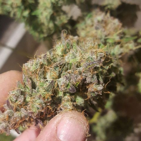 Random autoflower  growlog photo: Wet trim 