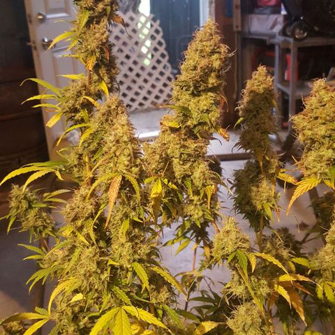 Random autoflower  growlog photo: Before chop
