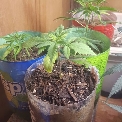 Unknown strain 2 growlog photo: Transplant