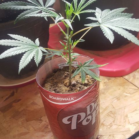 Pink panther clone growlog photo: Clone 1