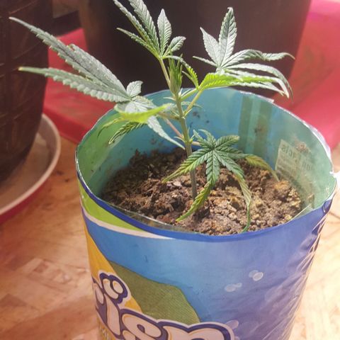 Pink panther clone growlog photo: Clone 2