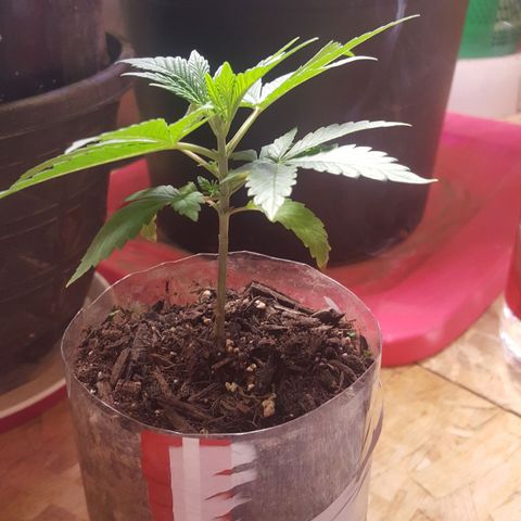 Unknown strain 2 growlog timeline photo