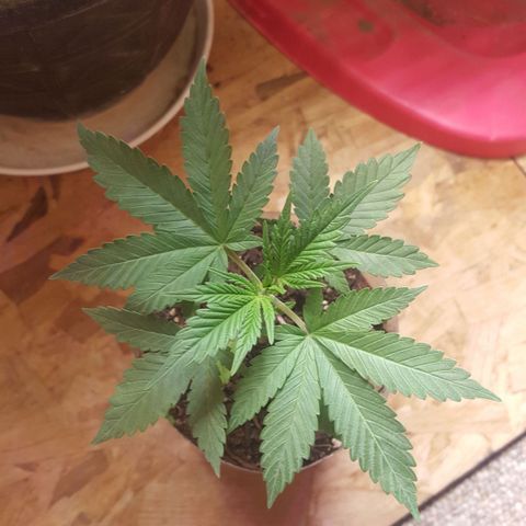 Unknown strain 2 growlog timeline photo