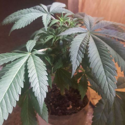 Unknown strain 2 growlog photo: Update