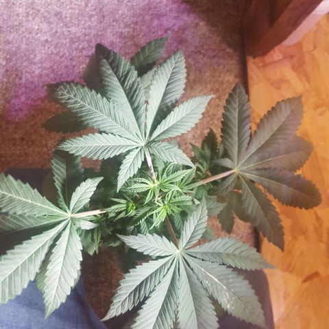 Unknown strain 2 growlog photo: Update