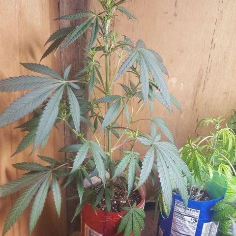 Pink panther clone growlog photo: Update clone 1 in flower 