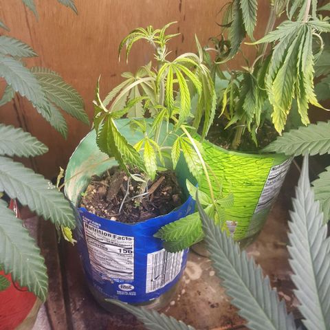 Pink panther clone growlog photo: Update clone 2 in veg 