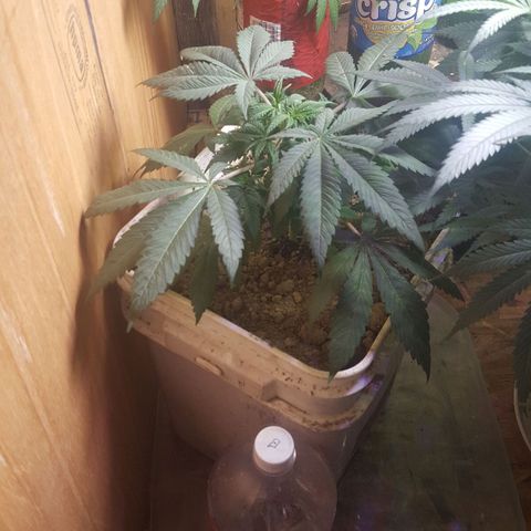 Unknown strain 2 growlog photo: Transplant