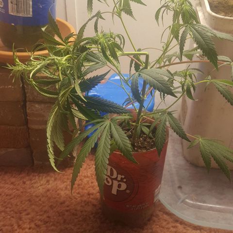 Pink panther clone growlog photo: Monster and super cropping clone 1