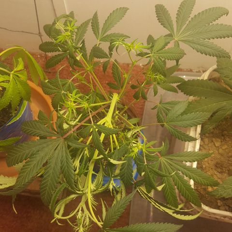 Pink panther clone growlog photo: Monster and super cropping clone 1