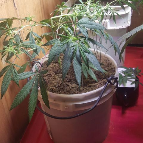 Pink panther clone growlog photo: Lst+topped+transplant