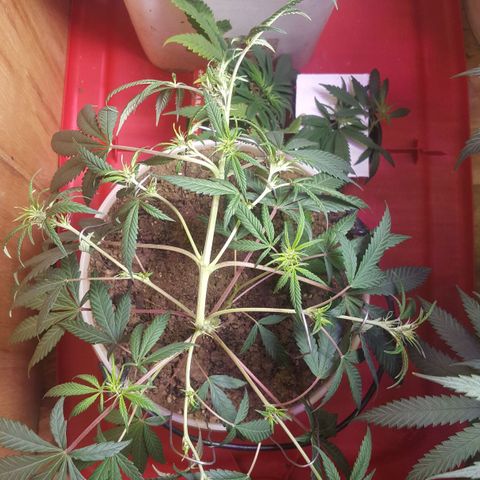 Pink panther clone growlog photo: Lst+topped+transplant