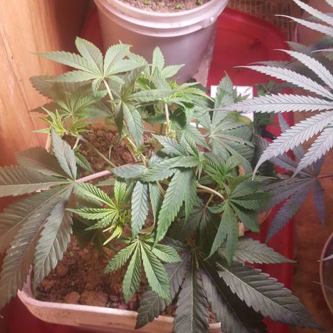 Unknown strain 2 growlog photo: Topped 