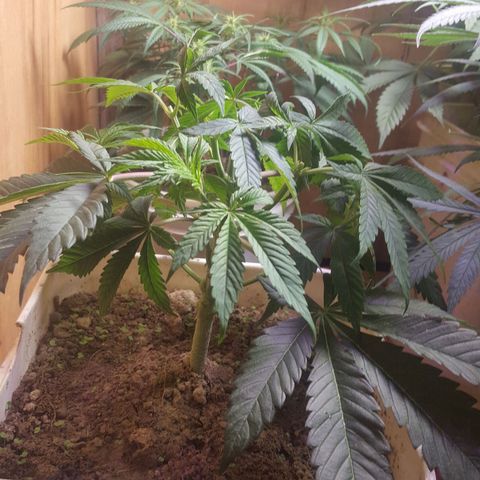 Unknown strain 2 growlog photo: Topped 